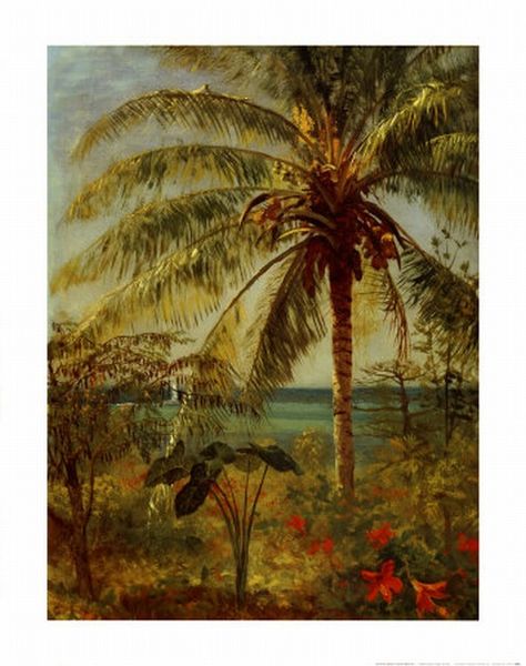 Palm Tree, Nassau by Albert Bierstadt